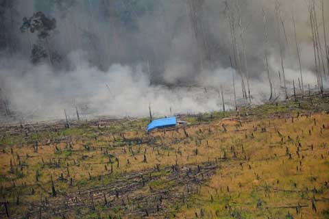  Pembakaran Lahan di Riau Masih Marak, Cagar Biosfer Giam Siak Terancam