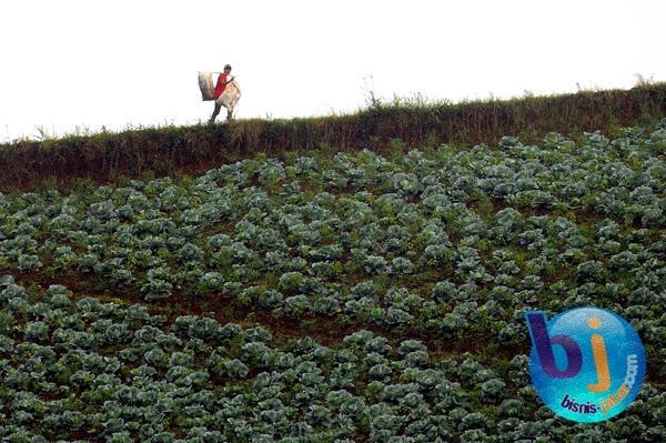  FOTO: Pengusaha Harus Dukung Klasterisasi Hortikultura