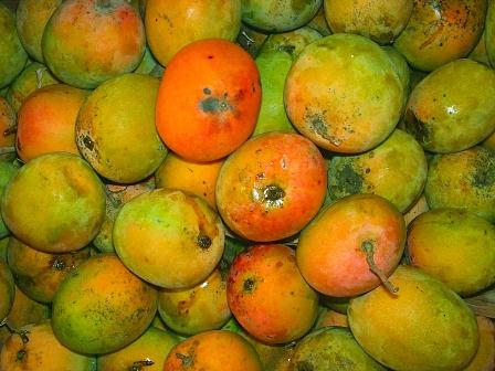  Petani Mangga Gedong Tak Khawatirkan Cuaca Ekstrem