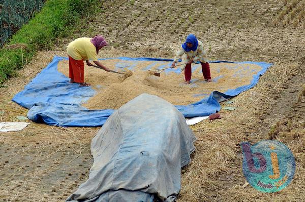  FOTO: Kualitas Gabah Rendah Picu Rendahnya NTP