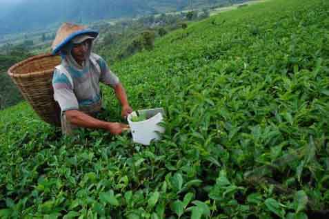  Produktivitas Kebun Teh Cenderung Menurun