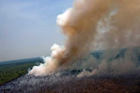  Pembakaran Hutan di Riau Makin Meluas, Jarak Pandang 300 M