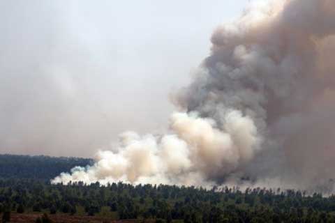  BNPB: Dampak Pembakaran Hutan di Riau Meluas