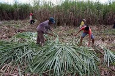  Gula GKP Menumpuk, Kegiatan Giling Tebu Terancam Gagal