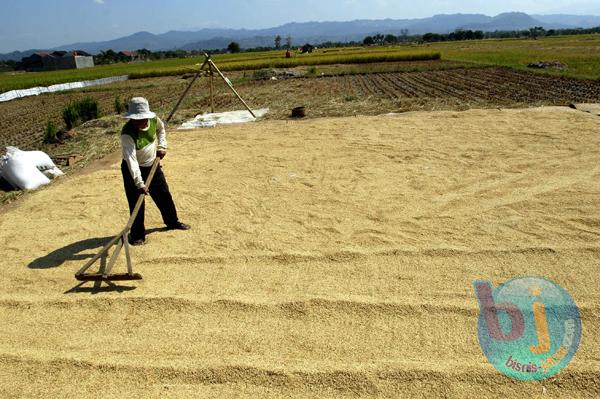  BPS Catat Produktivitas Padi di Jabar Naik 7,2%