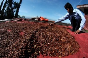  Harga Stabil, Petani Tasikmalaya Ramai-ramai Tanam Cengkih