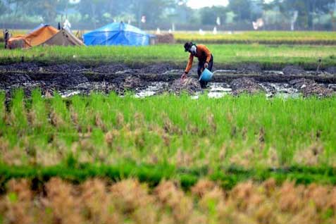  Target Padi di Cirebon Optimistis Capai