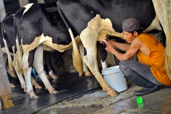  Genjot Produksi Susu, Peternak di Batu Dapat Bantuan Sapi Perah