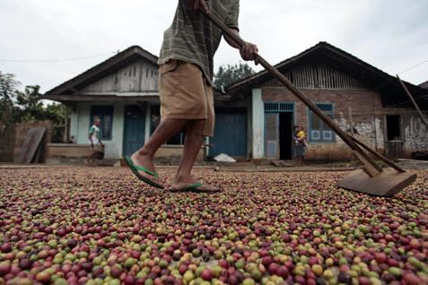  Produksi Kopi Turun Saat Harga Meroket