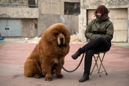  Rekor Termahal, Anak Anjing Tibetan Mastiff Terjual Rp23 Miliar