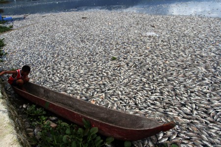  Ribuan Ikan Danau Maninjau Mati