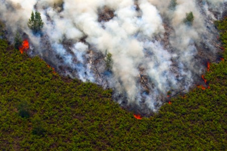  4 Perusahaan Berstatus Tersangka Kembali Bakar Lahan Riau