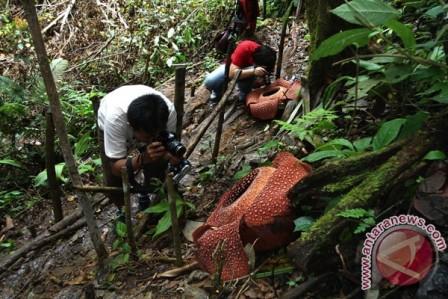  Rafflesia Diperkenalkan di Festival Bunga Korea