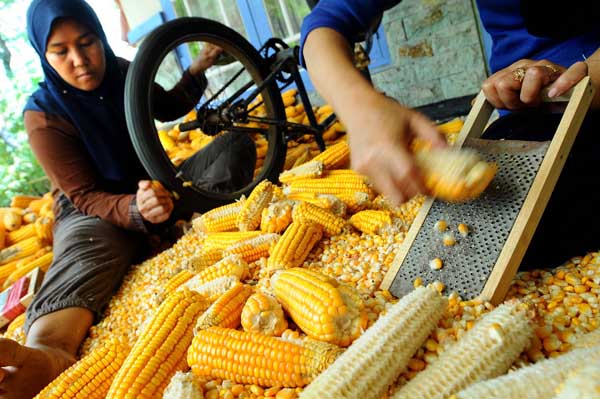  FOTO: Jabar Genjot Kebutuhan Pakan Jagung