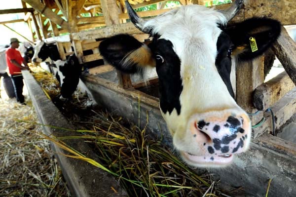  FOTO: Pemerintah Diminta Maksimalkan Pembibitan Sapi Perah