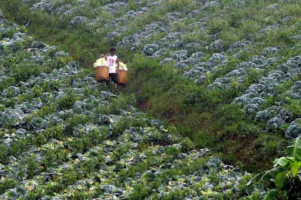  FOTO: Diperta Jabar Dorong Perbenihan Hortikultura