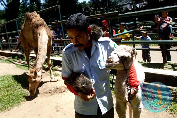  Pemkot Bandung Akan Lelang Kebun Bintang