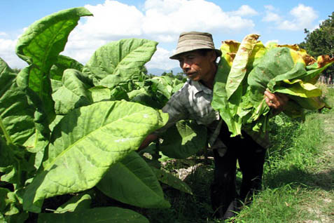  Produksi Tembakau Cerutu Bakal Meningkat Lagi