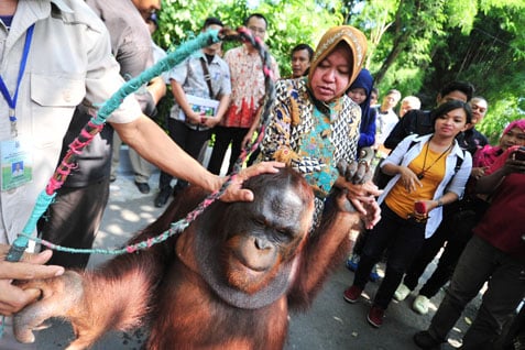  Areal Kebun Binatang Surabaya Diperluas