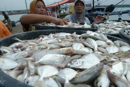  Kadin Rangkul Koperasi Loka Mina Budidayakan Ikan Bawal Bintang