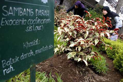  TANAMAN OBAT: Sumsel Bangun Kebun Raya Herbal Seluas 100 Hektare