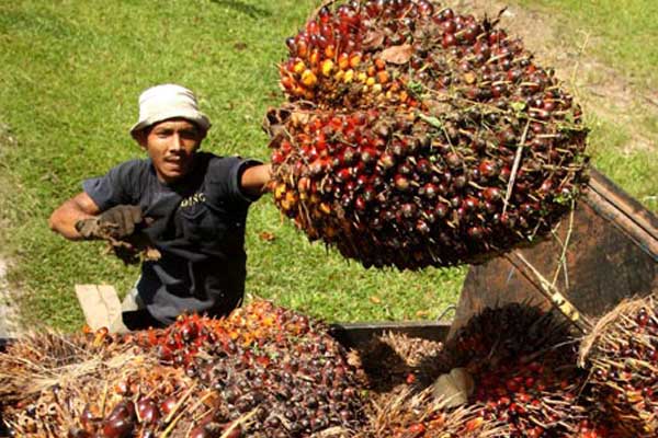 Pengangkutan sawit untuk diolah jadi CPO/Bisnis