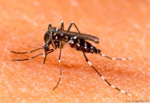  Waspada, Nyamuk Menebar 6 Penyakit Menular