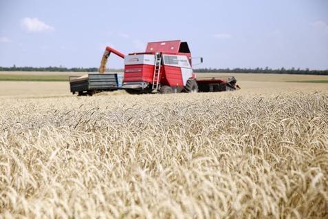  Harga Gandum Berkonsolidasi dalam Jangka Pendek