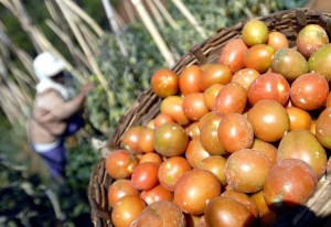  Cuaca Ekstrem, Petani Tomat di Bandung Barat Gagal Panen