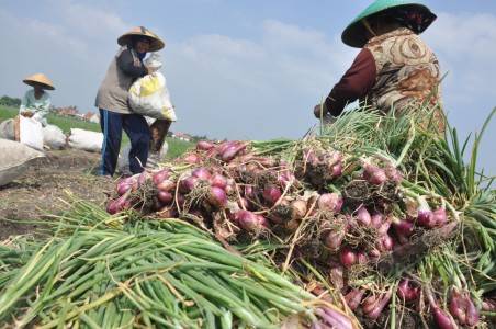  Petani hortikultura Terdampak Kelud dapat Relaksasi Kredit