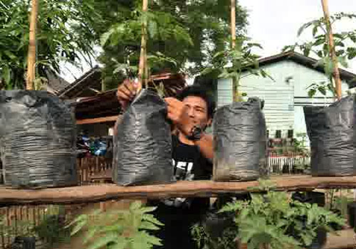  KEMANDIRIAN PANGAN: Kendari Bangun Kawasan Rumah Pangan Lestari