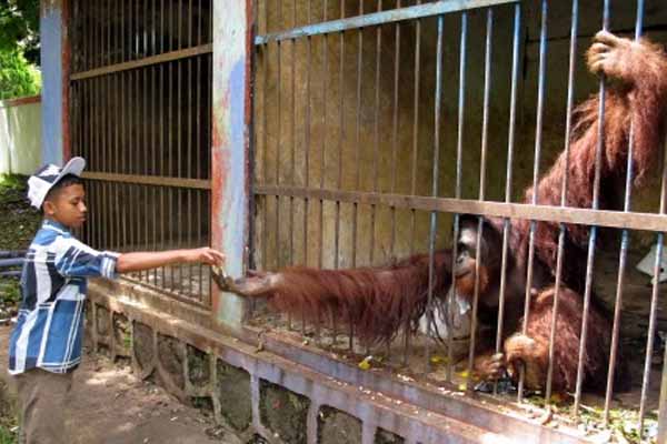  LIBUR AKHIR PEKAN: Data Kunjungan Taman Marga Satwa Ragunan Jumat-Minggu
