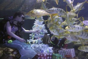  Long Weekend, Pengunjung Seaworld Membludak