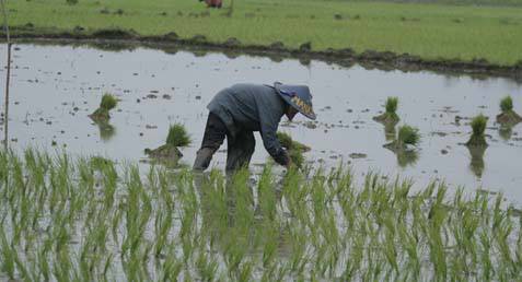  Musirawas Lipatgandakan Areal Padi Organik