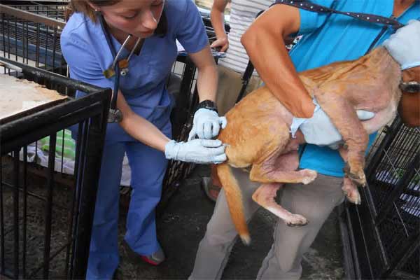  BALI BEBAS RABIES:  Vaksinasi Massal Dilakukan Berkesinambungan