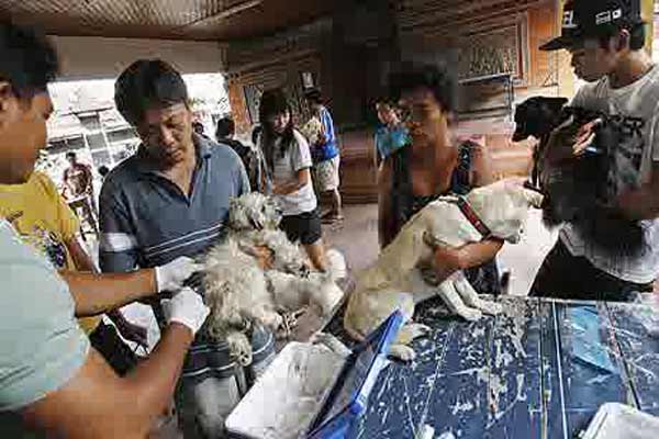  BALI BEBAS RABIES: Petugas Vaksinasi Hadapi Kendala di Lapangan