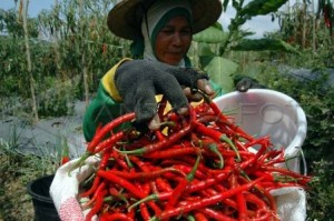  Akibat Hama, Pasokan Cabai Merah Cenderung Menurun