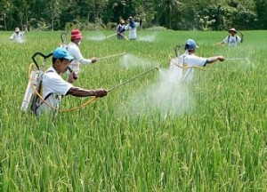  Jabar Utara Terancam Kehilangan 30% Lahan Pertanian