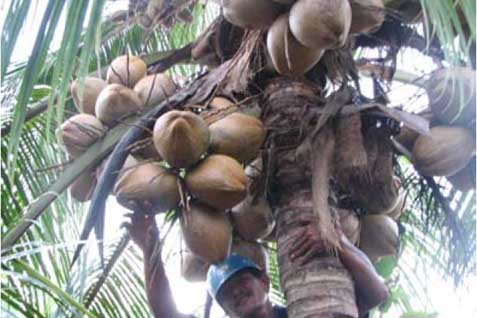  Ekspor Kelapa RI Kalah dari Filipina