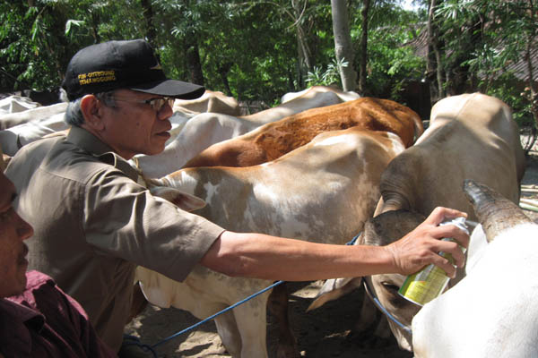  Pemerintah Minta Peternak Sapi Dan Kerbau Waspadai Wabah Surra