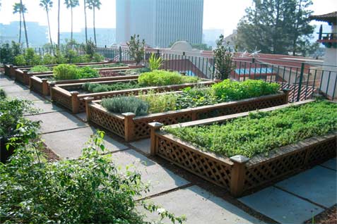  URBAN FARMING Tekan Kelangkaan Hortikultura