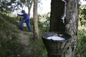  Produksi Karet Jabar Naik