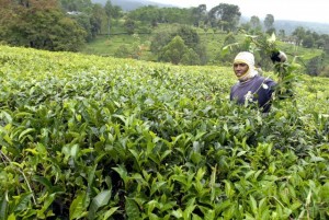  Lahan Teh Susut 2% Tiap Tahun