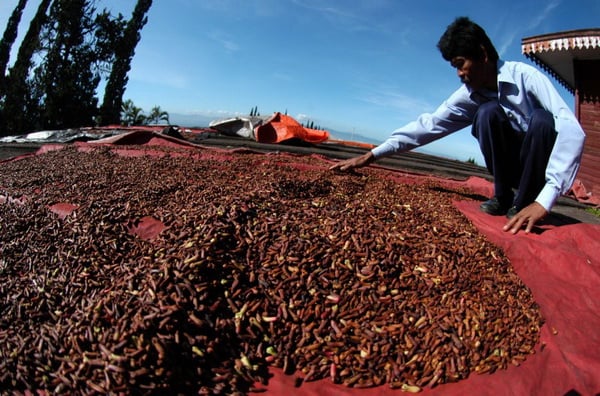  Hasil Produksi Cengkih Masih Terfokus pada Rokok