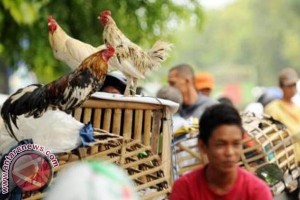  420 Peternak Ayam Pelung Ikuti Kontes \'Nyanyi\'