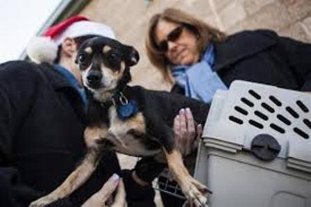  Sterilisasi Anjing: AS Keluarkan US$4-5 Juta per Tahun Untuk Suntik Mati Anjing