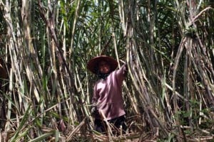  Mahasiswa Ini Manfaatkan Ampas Tebu untuk Briobriket