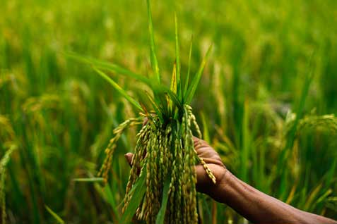  Produktivitas Tanaman Pangan Jateng Belum Optimal