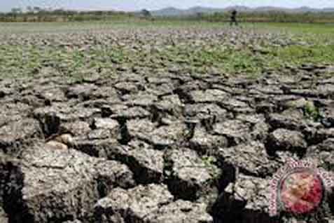  Dampak El Nino Terlihat Mulai September, Musim Kemarau Bisa Panjang