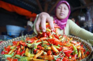  Harga Anjlok, Petani Cabai Merugi